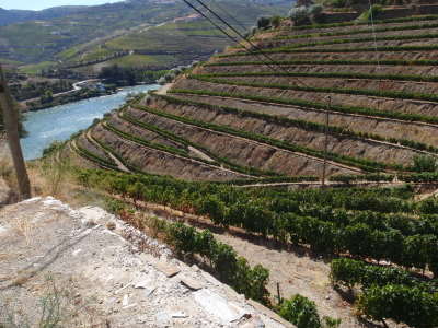 Double row grape vines.